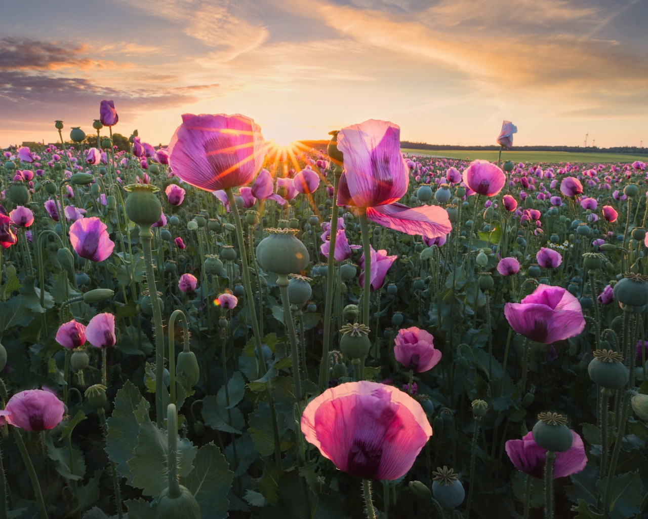 A field of purple flowers