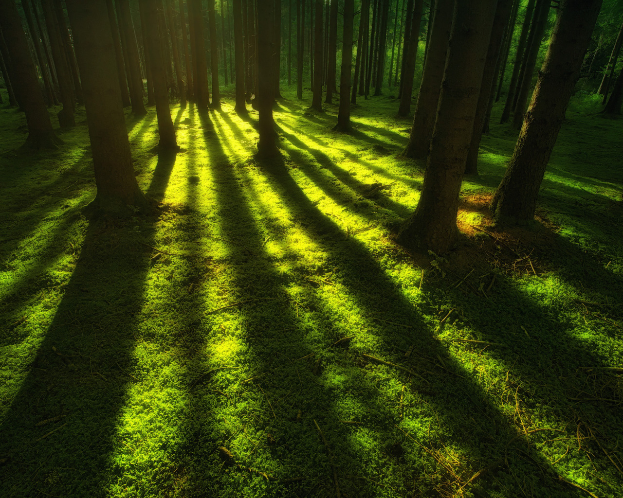 Green forest shadows
