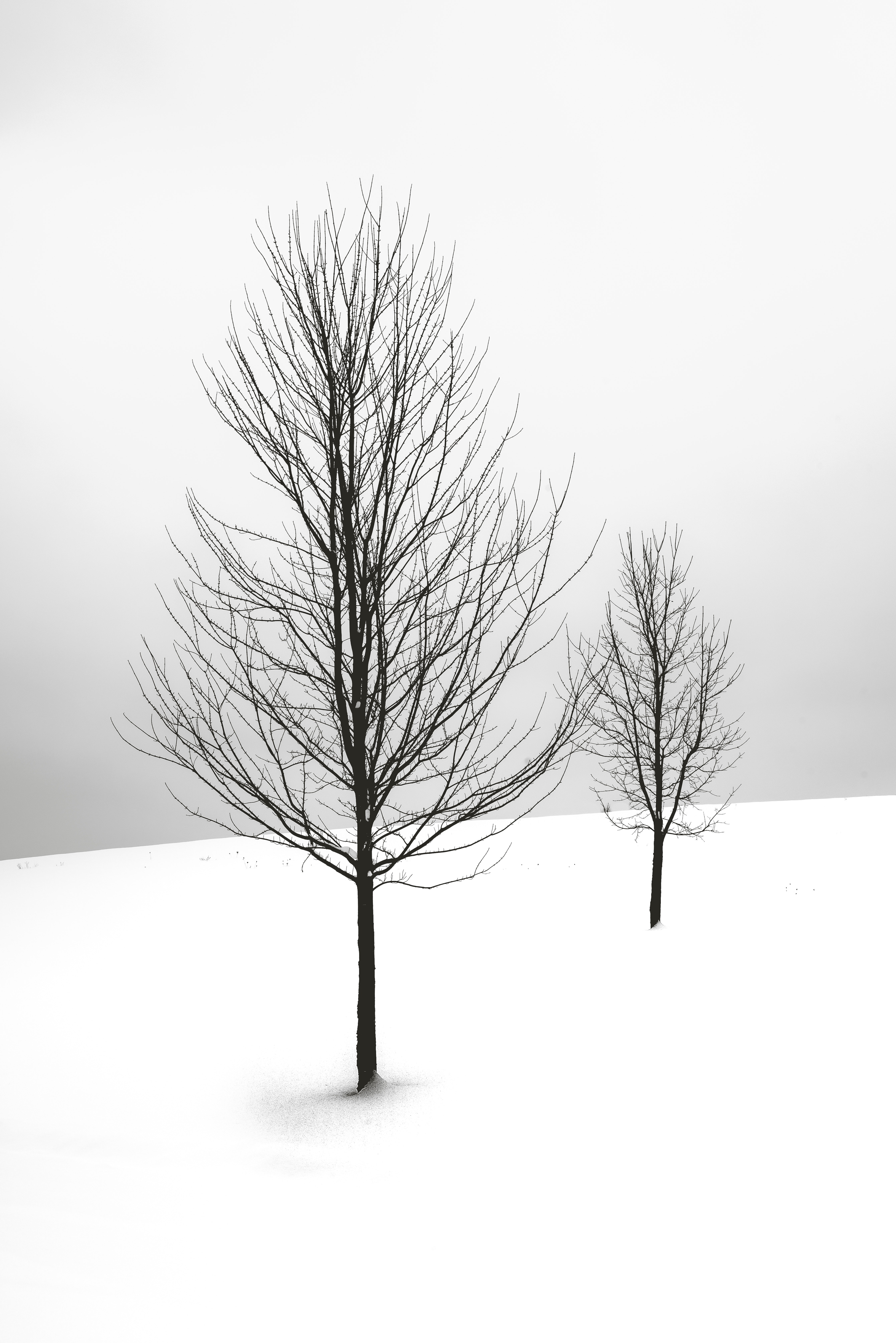 Trees trapped in snow